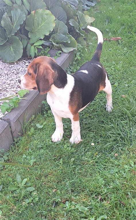 beagle olx|szczeniaki beagle za darmo.